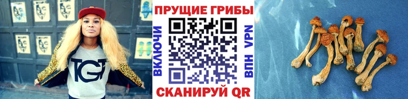 Галлюциногенные грибы прущие грибы закладки Темрюк